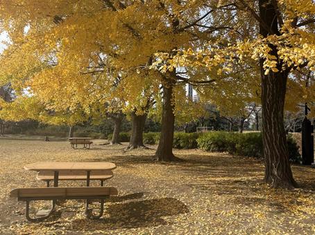 黄色い銀杏の木立とテーブル　ベンチ　公園の写真