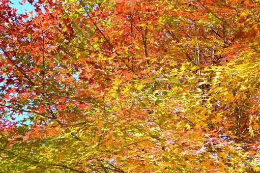 逆光で輝くもみじの紅葉 そのまんま公園,小高い丘,紅葉の写真素材
