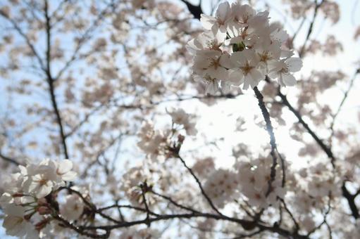陽の中の桜 陽の中の桜の写真