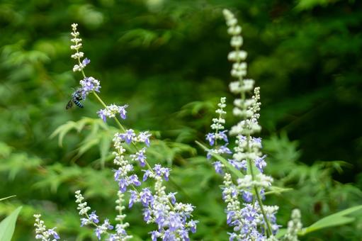 Western carrot and blue bee, JPG Western carrot and blue bee, JPG