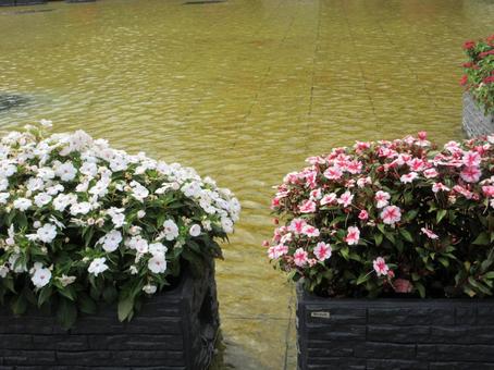 池の中のインパチェンス 04 池の中のインパチェンス 04の写真