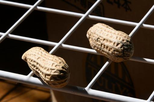 peanut, JPG