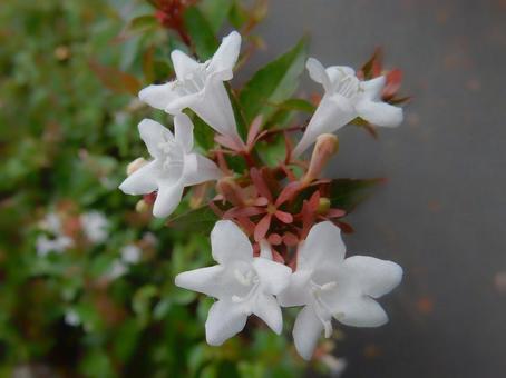 【花の写真】ハナゾノツクバネウツギ 【花の写真】ハナゾノツクバネウツギ ハナゾノツクバネウツギ,アベリア,花園衝羽根空木の写真素材