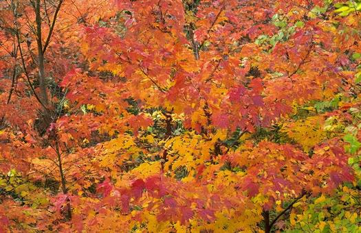 紅葉 紅葉の写真