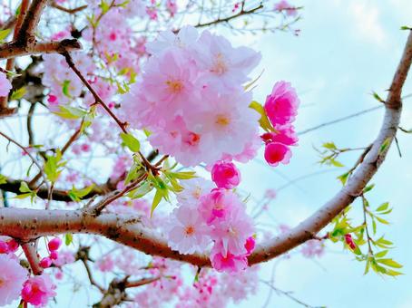 Cherry blossoms and buds, JPG Cherry blossoms and buds, JPG
