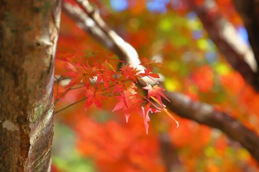 もみじ　紅葉　樹木 もみじ,紅葉,赤色の写真素材