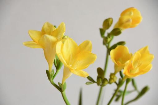 フリージア フリージア,黄色,イエローの写真素材