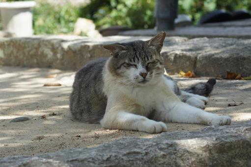 ねこ にゃんこ,可愛い,野良猫の写真素材