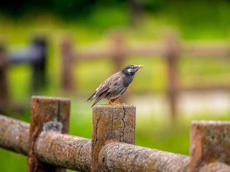 柵にとまるムクドリ 柵にとまるムクドリの写真