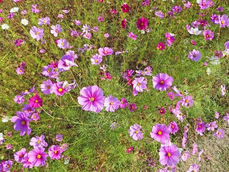 コスモス コスモス コスモス,花,花畑の写真素材