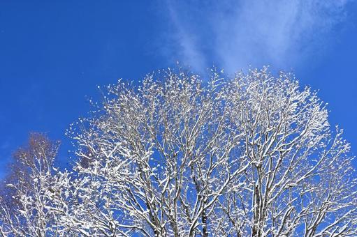 青空と化粧の景色 雪景色,雪国,高原の写真素材