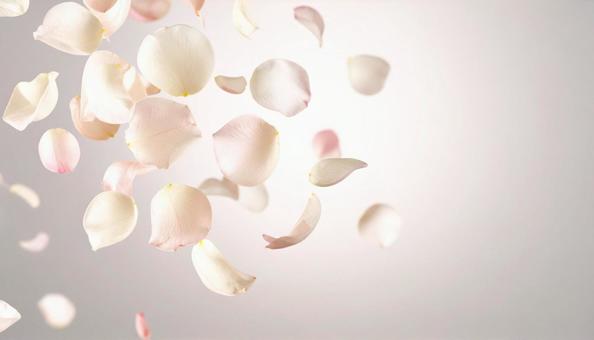 空中を踊るように浮かぶ花びら 空中を踊るように浮かぶ花びらの写真