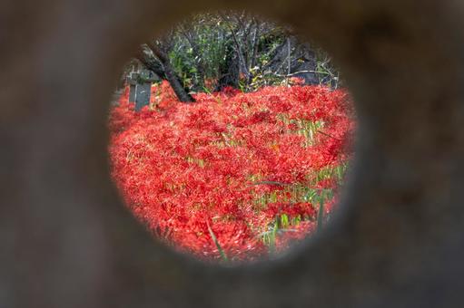 山口県　鰐鳴八幡宮の彼岸花の写真