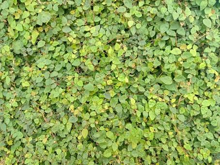緑の植物の壁面 緑の植物の壁面の写真