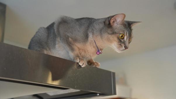 レンジフードから見つめる猫 レンジフードから見つめる猫の写真