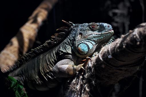 グリーンイグアナ グリーンイグアナの写真