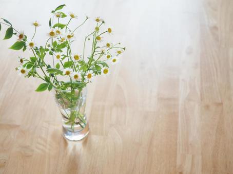 Cute white Matricaria flower, JPG Cute white Matricaria flower, JPG
