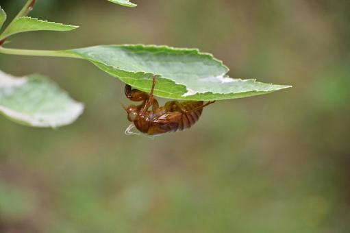 Cicada shells that have emerged from the underside of hydrangea leaves, cicada, scrap, pupa, JPG