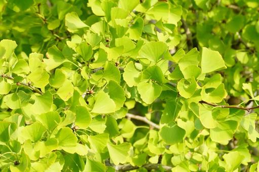 イチョウ イチョウ,葉,黄葉の写真素材