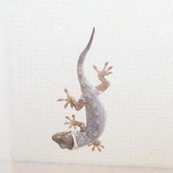 脱皮中のニホンヤモリ 爬虫類の飼育 脱皮中のニホンヤモリ 爬虫類の飼育の写真