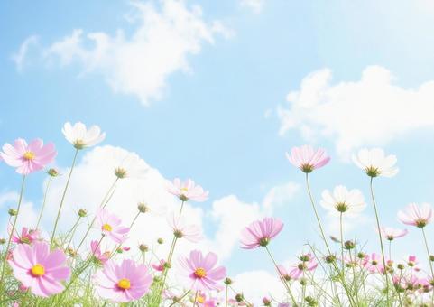 秋の花と青空・秋風にそよぐコスモス 秋の花と青空・秋風にそよぐコスモスの写真