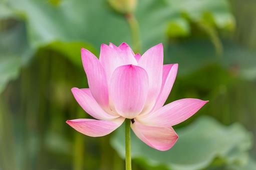 ハスの花 ハスの花の写真