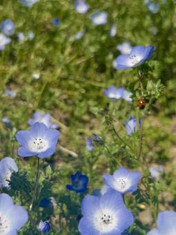 Nemophila Ladybug Emotional, JPG Nemophila Ladybug Emotional, JPG