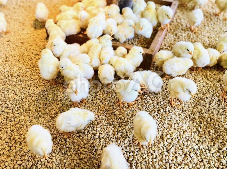 ヒヨコたち ヒヨコ,ヒナ,集合の写真素材