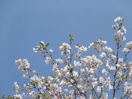 葉桜⑫ 葉桜⑫ 桜,葉桜,ボタニカルの写真素材