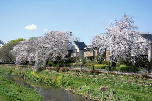 調布市の桜並木1 調布市の桜並木1 空,木,晴れの写真素材
