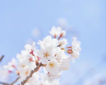 青空爽やかな雰囲気の桜の花クローズアップ 桜の花,サクラ,枝先の写真素材
