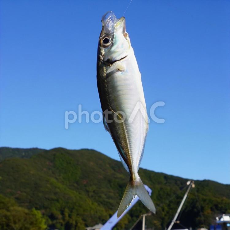 高々と釣り上げた鯵　正方形 魚釣り,アジ,魚の写真素材