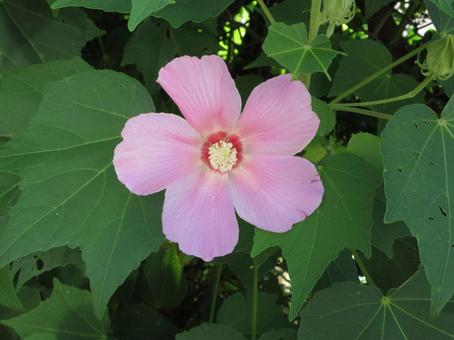 咲き始めた桃色の芙蓉の花 咲き始めた桃色の芙蓉の花の写真