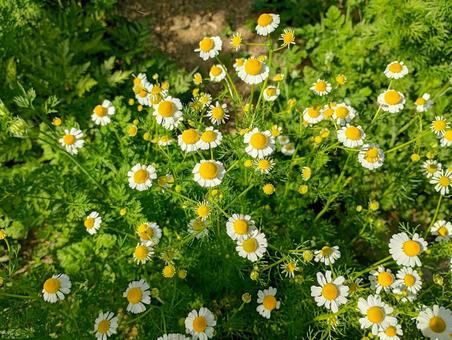 カモミールの花 カモミールの花 カモミール,花,ハーブの写真素材