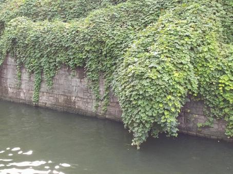 川 川,葉,葉っぱの写真素材