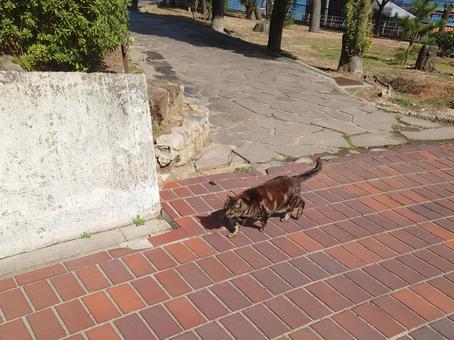 須磨浦公園のノラネコ 猫,ネコ,ノネコの写真素材