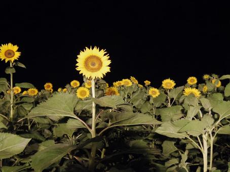 夜の向日葵畑（2）の写真