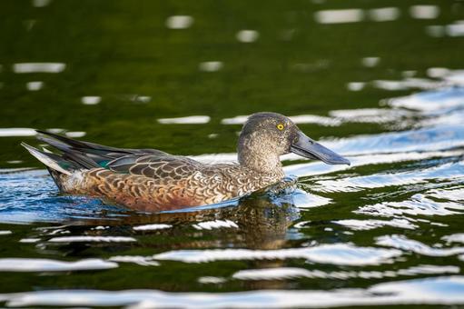 池を泳ぐハシビロガモ 池を泳ぐハシビロガモ ハシビロガモ,カモ,鴨の写真素材