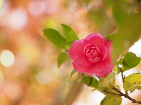 紅葉背景にサザンカひとつ サザンカ,秋,晩秋の写真素材