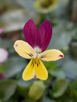 ビオラの花 13 ビオラ,花,黄色の写真素材