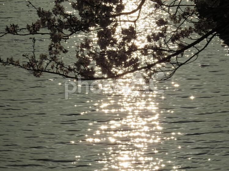 水面と夕日と桜 花,春,桜の写真素材