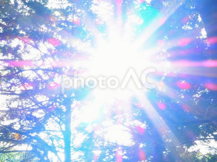 眩い木漏れ日 レンズフレア,木漏れ日,太陽光の写真素材