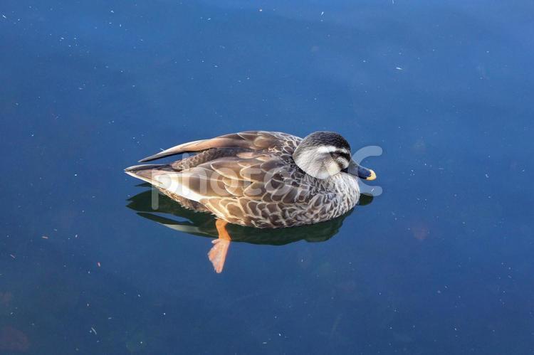 池で泳ぐカモ 鳥,おだやかな,かわいいの写真素材