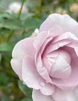 雨上がりの薔薇 雨上がりの薔薇の写真