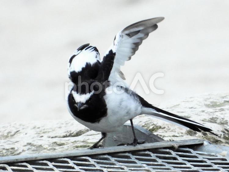 足場の上で羽ばたくセグロセキレイ 鳥,野鳥,セグロセキレイの写真素材