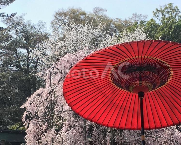 桜と和傘 番傘,桜,朱のの写真素材
