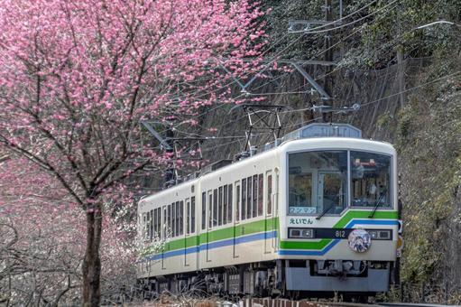 叡山電鉄 花桃 叡山電鉄 花桃 叡山電鉄,花桃,叡山電車の写真素材