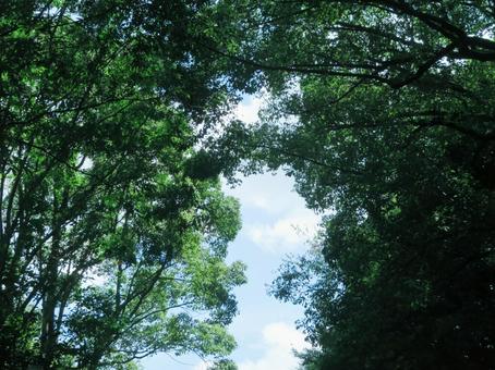 森の入り口 木,森,空の写真素材