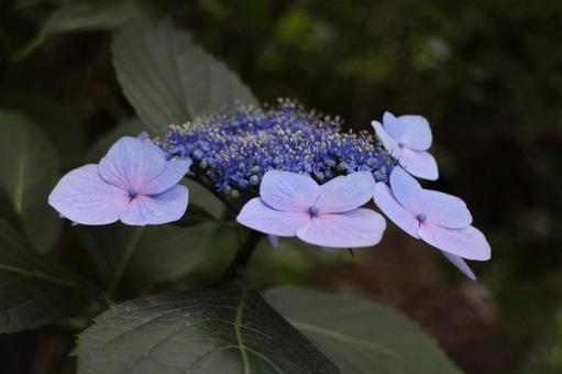 [Flower photo] Hydrangea_0609-45, JPG