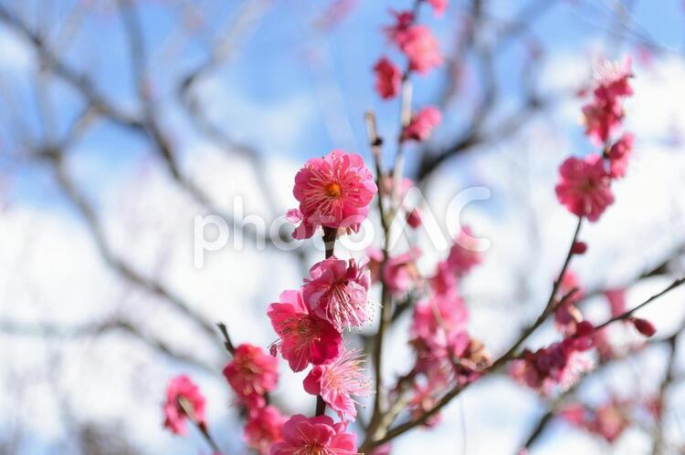 紅梅 梅,ブランチ,花の写真素材